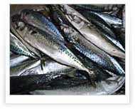 Mackerel | Whole round 