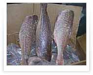 Corvina | Packing H&G IQF