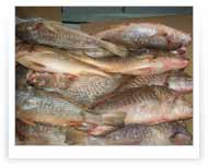 Corvina | Packing de 20 KG