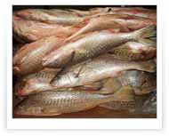 Corvina | Packing de 20 KG