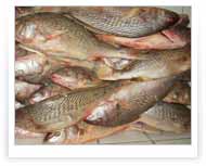 Corvina | Packing de 20 KG