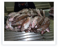 Hake | Packing of 20 KG