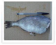 Papamosca | HG Pomfret