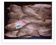 Pargo | 200-400 GMS BLOQUE DE 20 KGS