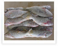 Pargo | Pargo White Croaker