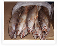 Pargo | 400 GMS UP BLOQUES DE 20 KGS