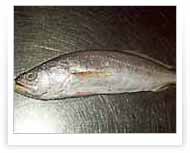 King Weakfish | Whole round