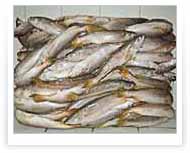 King Weakfish | Packing of 20 KG