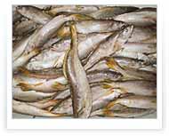 King Weakfish | Packing of 20 KG. Land forzen